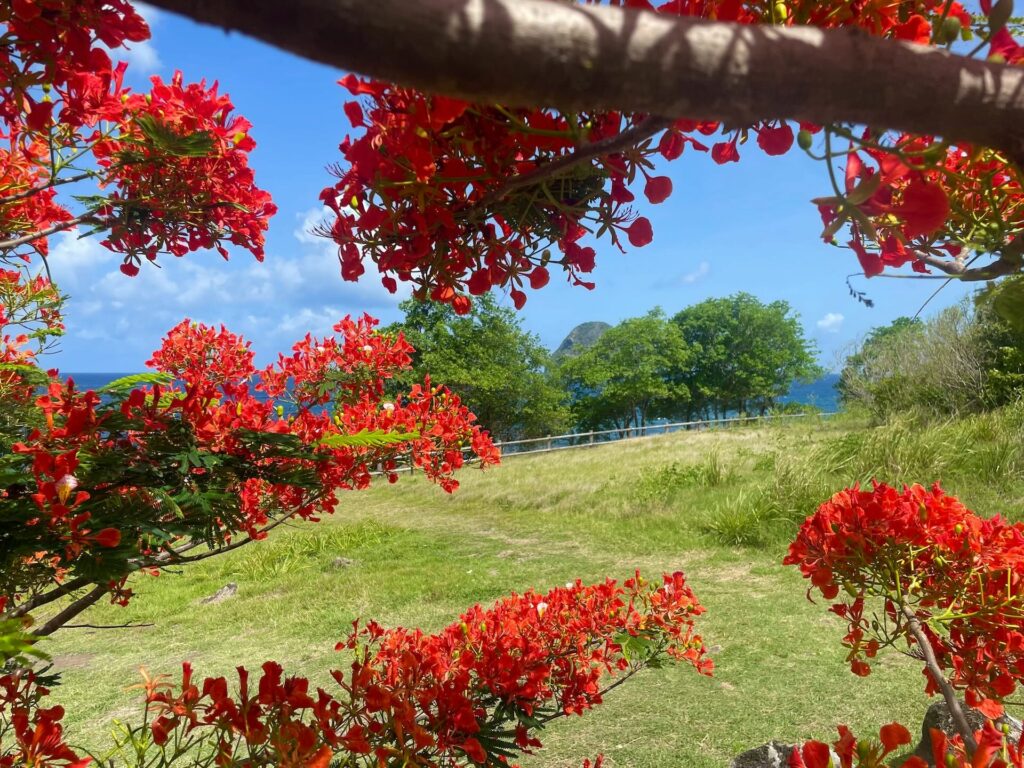 climat en martinique