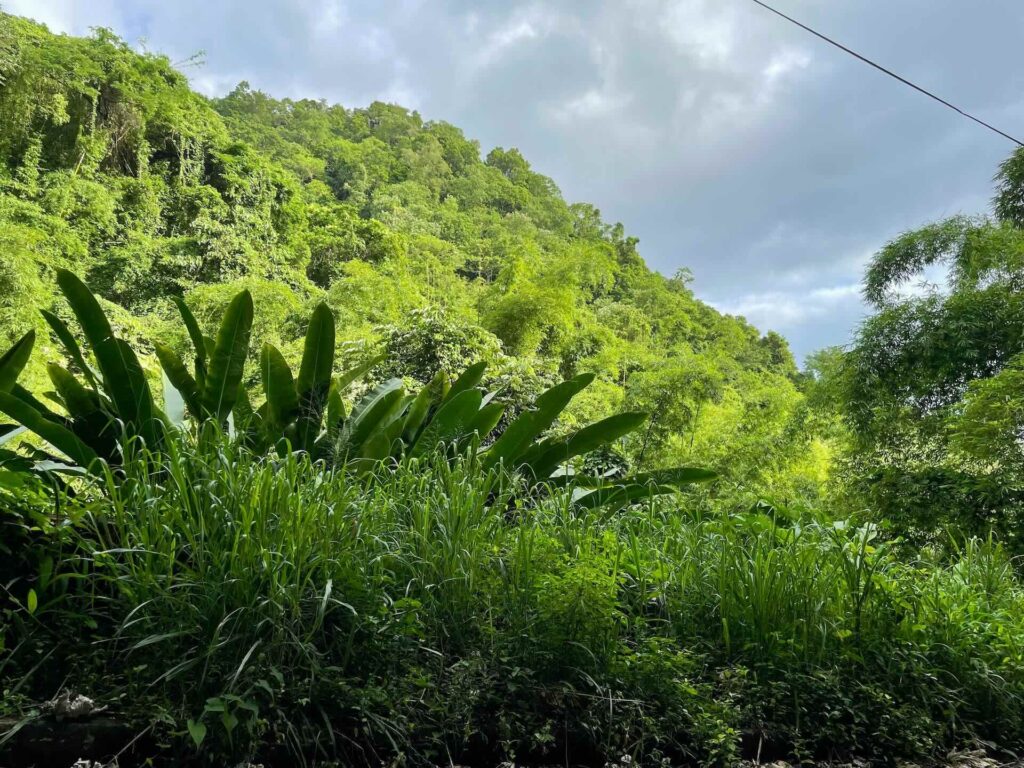 le precheur martinique climat de la martinique