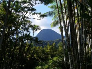 jardin martinique montagne pelé